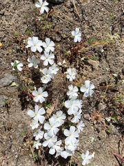 Linanthus dichotomus