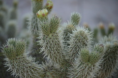 Cylindropuntia bigelovii ciribe