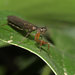 Pseudomiopteryx - Photo (c) Iris Melgar, some rights reserved (CC BY-NC), uploaded by Iris Melgar