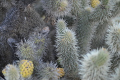 Cylindropuntia bigelovii ciribe