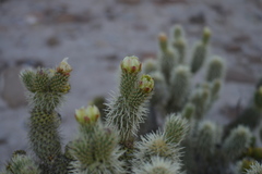 Cylindropuntia bigelovii ciribe
