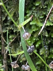 Arthropodium candidum
