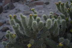 Cylindropuntia bigelovii ciribe