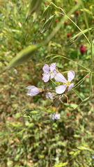 Raphanus sativus