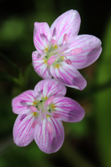 Claytonia virginica