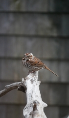 Melospiza melodia image