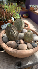 Euphorbia obesa