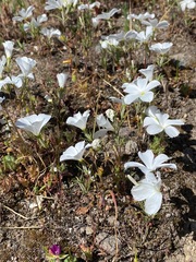 Linanthus dichotomus