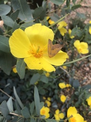 Neoterpes edwardsata