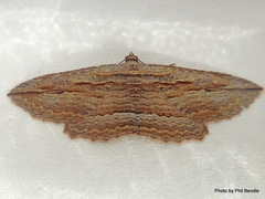 Austrocidaria gobiata