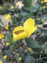 Neoterpes edwardsata