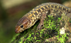 Lepidophyma flavimaculatum