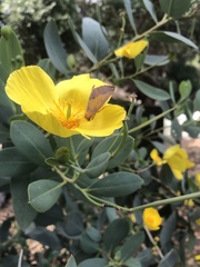 Neoterpes edwardsata