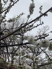 Prunus