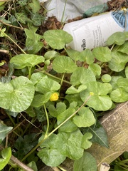 Ficaria verna