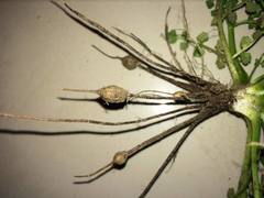 Oenanthe pimpinelloides