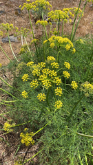 Lomatium klickitatense