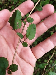 Brachyglottis sciadophila