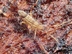 Orchesella flavescens