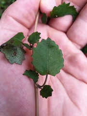 Brachyglottis sciadophila