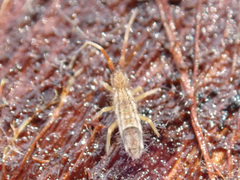 Orchesella flavescens