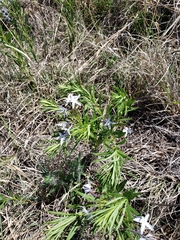Amsonia ciliata texana