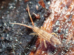 Orchesella flavescens