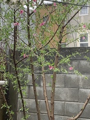 Prunus