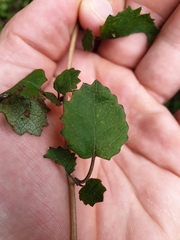 Brachyglottis sciadophila