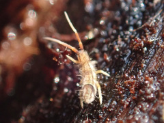 Orchesella flavescens
