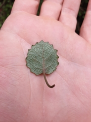 Brachyglottis sciadophila