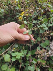 Brachyglottis sciadophila