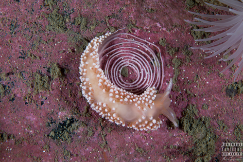 Red-fingered Coryphella