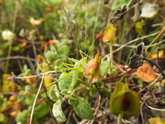 Odontura glabricauda