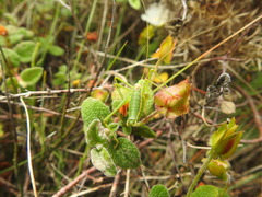 Odontura glabricauda