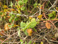 Odontura glabricauda