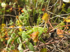 Odontura glabricauda