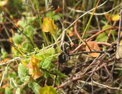 Odontura glabricauda