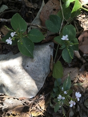 Carlowrightia myriantha