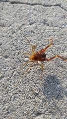 Pachyloides thorellii