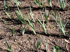 Sisyrinchium hitchcockii