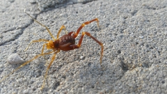 Pachyloides thorellii