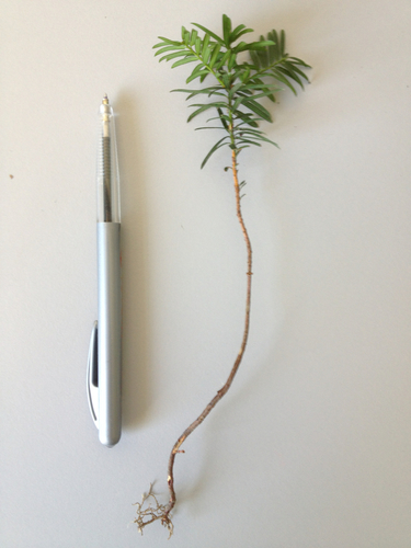 Europinis kukmedis nuotrauka