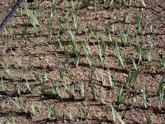 Sisyrinchium hitchcockii