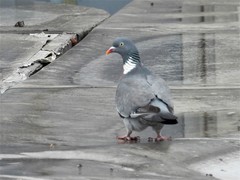 Columba palumbus