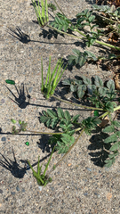 Erodium moschatum