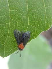 Tethida barda