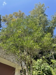 Brunfelsia densifolia