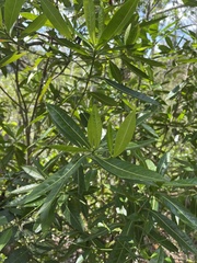 Stenostomum resinosum