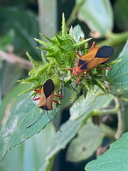 Hypselonotus bitrianguliger